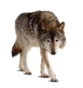 The Wolf